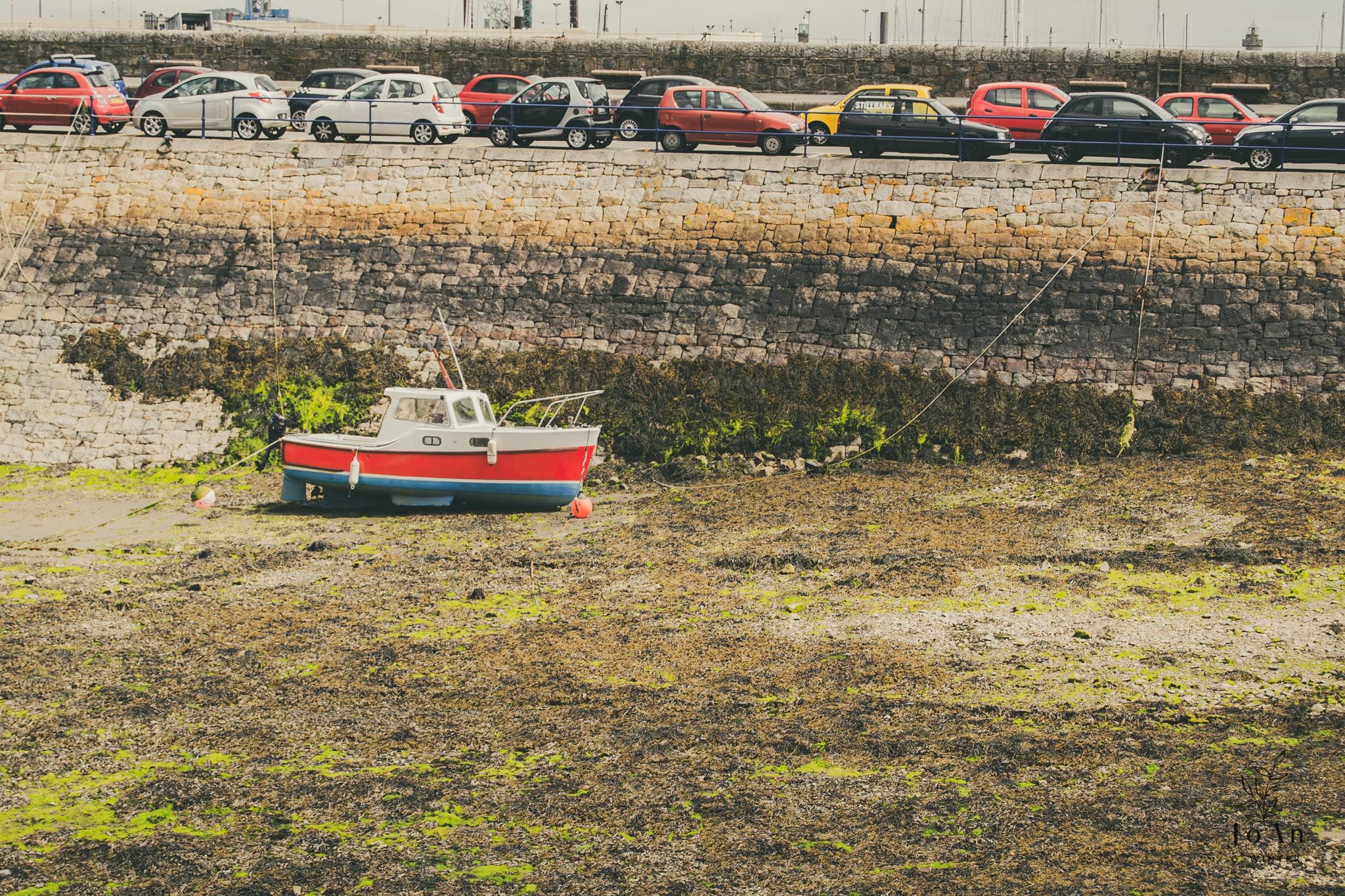 Guernsey © JoAn C Winter