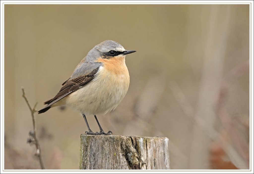 Tapuit - Northern Wheatear