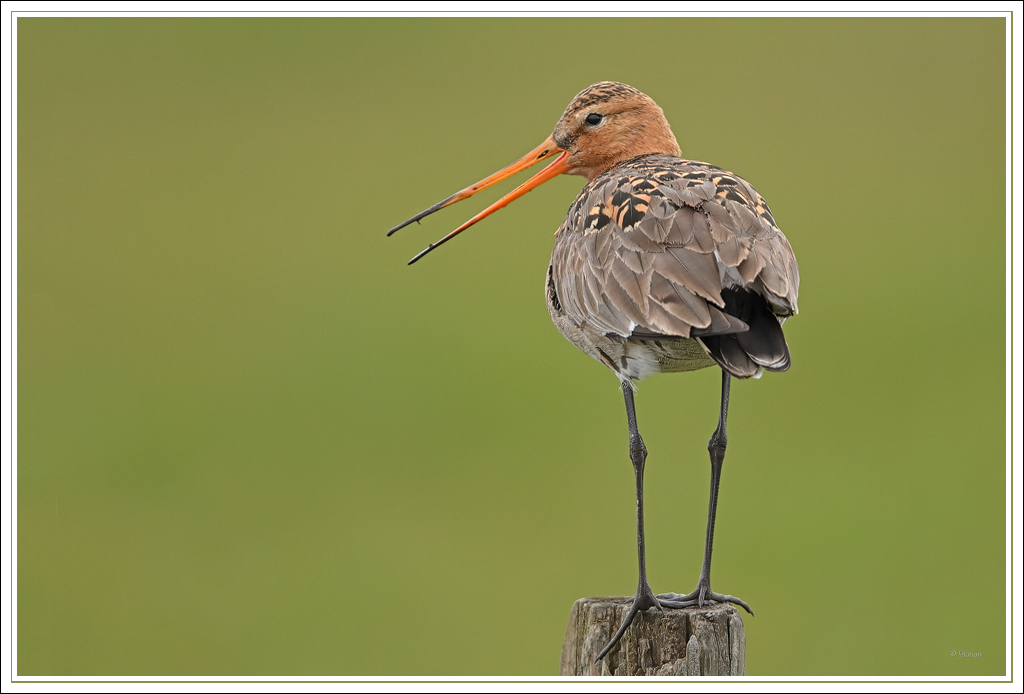 Grutto - Black-tailed Godwit
