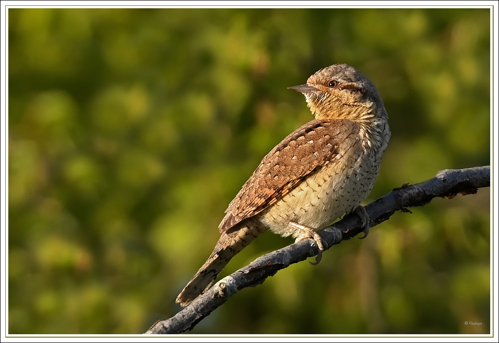 Draaihals - Eurasian Wryneck