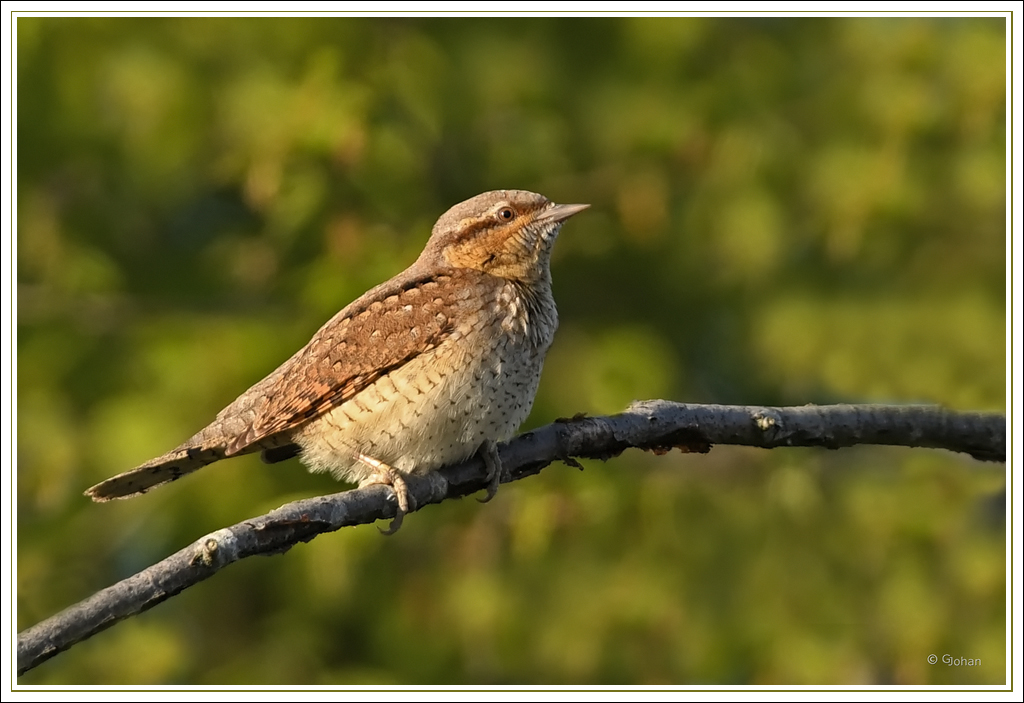 Draaihals - Eurasian Wryneck
