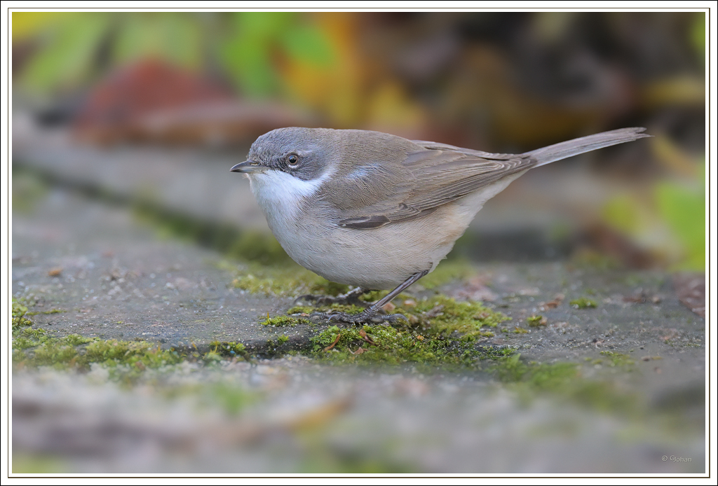 Siberische Braamsluiper - Siberian Lesser Whitethroat