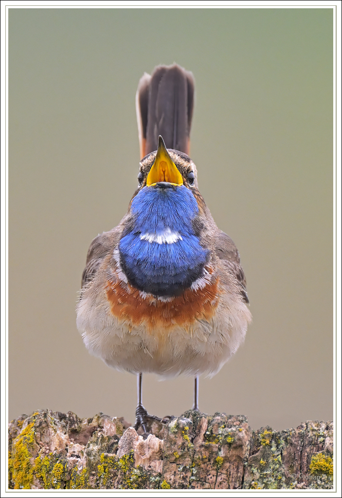 Blauwborst - Bluethroat
