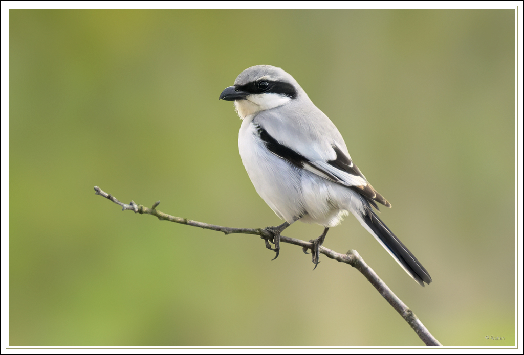 Steppeklapekster - Steppe Grey Shrike