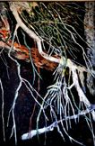 Lysglimt på grene, 120 x 80