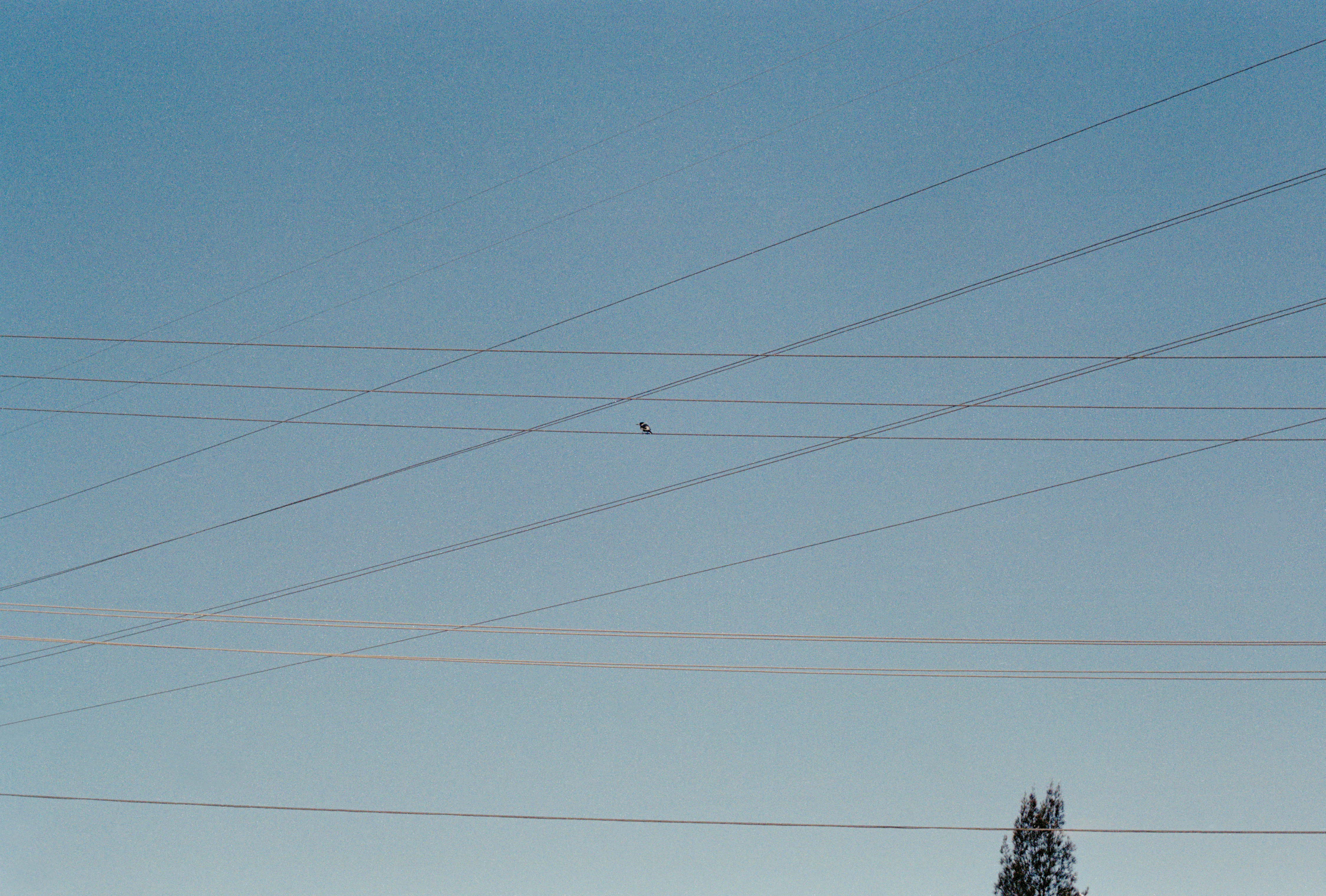 18_041_25 top tree and eletric cables bird