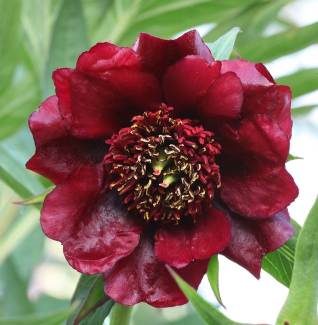 Att så buskpioner kräver tålamod det vet de flesta som försökt. Första året efter sådd visar sig ingenting. Andra året kommer ett blad och tredje året kan det bli ett par blad. Blommar gör de efter cirka 5 år. Väntan kan bli lång, men vad gör väl det när man kan få en skönhet som den här. Redan när det första bladet visade sig såg den annorlunda ut. Bladen var spetsigare, smalare och lite röda i kanterna. När den nu i helgen visat sig för första gången blir man helt betagen av dess skönhet. Buskpioner brukar vara stora blommor men den här är mindre och har en djup vacker röd färg – en riktig skönhet.