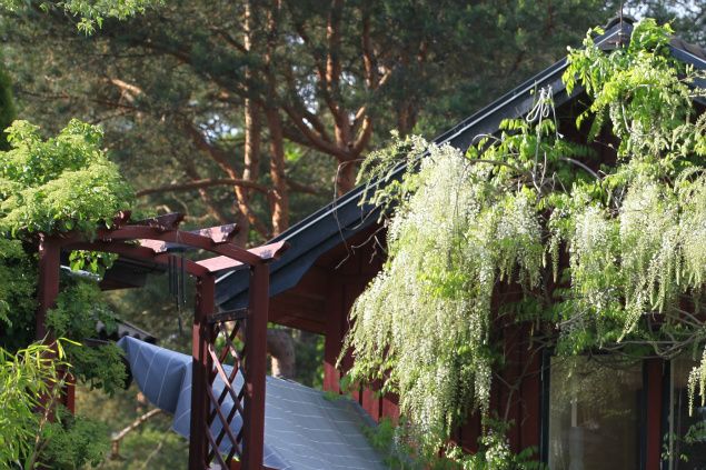 I helgen hade vi besök av många trevliga människor från Sällskapet Trädgårdsamatörerna både Östergötland och Nordöstra Småland. Vår herre hjälpte oss med vädret och det blev en fantastisk helg. Många växter visade sig från sin bästa sida och blommade under helgen. En växt som jag själv är väldigt förtjust över är vitregnet som med sina vita hängen mot den faluröda fasaden på gästhuset strålade som en stjärna den här helgen. Tack alla som besökte vår trädgård och välkomna åter vid något annat tillfälle. Det är alltid trevligt att träffa människor med genuint intresse för trädgård och naturligtvis även de vars intresse inte sträcker sig så långt.
