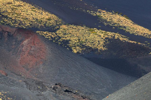 Kom just hem från en vecka på Sicilien med 30° i luften och 27 i havet. Ett besök på Etna var viktigt eftersom vi inte varit på Sicilien tidigare. Som vanligt var det en del växter och frön med hem i resväskorna. På Etna fanns några växter som verkade intressanta så det blev till att gräva i askan. Ska bli spännande att se om de tar sig efter flytten. På Etnas sluttningar kan det bli ganska kallt varför växterna kanske klarar sig här hemma i zon 2.
