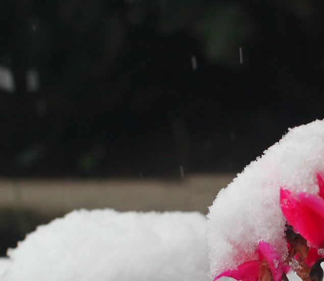 Den första snön kom idag och eftersom jag inte är någon vän av vinter så känns det så där... De senaste dagarna har inte ens varit dagar. Mörkret gör sig påmint hela dygnet och med strilande regn blir inte de skumma dagarna bättre. Något bättre kan det kanske bli med ljuset nu när snön ligger vit på taken. Vid den här tiden på året lockas jag alltid ut på nätet för att leta fröer som kan förgylla vardagen under den mörka årstiden. Det är så härligt att ha några krukor med frösådder att njuta av. I år har jag dessutom lärt något nytt. Till 