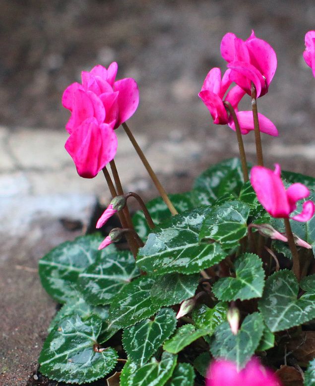 En vecka före jul blommar fortfarande Cyklamen i rabatterna här hemma i Linköping och som vädret ser ut just nu kommer 
de att fortsätta blomma. Eftersom jag inte är någon vän av kyla, snö och slask kan det för min del få fortsätta. Möjligen skulle det kunna komma snö till Julafton så att den blir vit inte minst till glädje för barnen och tomten. Att som tomte åka runt med släden och renar i gråkallt och regnigt väder som vi har för närvarande kan inte vara roligt. Lite snö till Jul skulle därför inte vara fel.