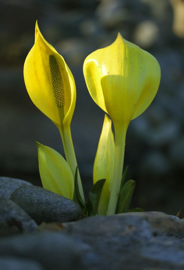 Fortfarande är det riktigt kyligt trots att vi snart har första maj. I strandkanten blommar Skunkkallan. Hur denna ståtliga blomma fått sitt något konstiga namn har jag ingen aning om men en sak är säker den gör inte skäl för namnet. När jag krupit runt blomman för att fotografera känner jag ingen doft varken skunk eller något annat. Den anses även vara ett ogräs för att den är så invasiv men ej heller det har jag fått uppleva med Skunkkallan. Det får vara hur det vill med både namn och ogräs för vacker är den när den tidigt på våren skjuter upp sin blomma ur marken. Även senare under sommaren gör den intryck med sina stora vackra blad som ger en känsla av djungel. Skunkkallan finns även vit vilken jag har i stora dammen på framsidan av huset. Hos oss kommer den vita något senare än den gula.