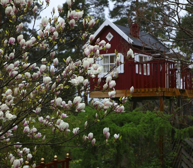 Efter en vecka med fantastisk värme och en sol strålande från en klarblå himmel har det nu åter förbytts i en bister kyla. Dock har perioden med kyla någott gott med sig då det för första gången på många veckor regnade. Under veckan när den ljuva värmen smekte våra vita kinder förbyttes naturen från en brun sörja till en vacker skimmrande ljusgrön nyans. Regnet har dessutom gjort att naturen ännu en gång ändrat skepnad. Från det skira ljusgröna till en mera mogen grön nyans. 
Värmen som besökte oss under en vecka kommer alltid tillbaka ungefär vid samma tidpunkt varje år. Dock kanske inte riktigt så varmt som det blev i år. Det är när tulpanerna just slagit ut och visar sin otroliga prakt i rabatterna som värmen slår till. Det gäller då att ta till vara varje minut av blomningen då den ganska snart försvinner igen på grund av värmen.
För första gången har vi haft stora problem med rådjur. Rabatter med Jätterams har blivit stubbåker, Kungsnävans gröna kuddar ser ut som gröna sugrör efter att bladen blivit salladsmums för rådjuren. En del av de trädliljor som sattes förra året är jämnade med marken för att inte tala om tulpanerna som antagligen aldrig kommer att visa sig igen. Kanske beror rådjursbesöken av det torra vädret som varit en längre tid med vattenbrist i skogen som följd. Med fyra dammar och en önskebrunn så finns det gott om vatten i trädgården.
Ett par rådjursskrämmor har inhandlats på nätet och är på väg. Det verkar dock som attackerna från rådjuren avtagit något de senaste dagarna.
Glädjande är att Praktmagnolians blommor inte ingår i rådjurens meny.
