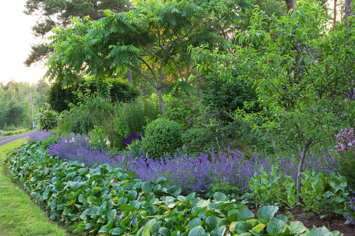 Kantnepetan är en tacksam växt som blommar länge.