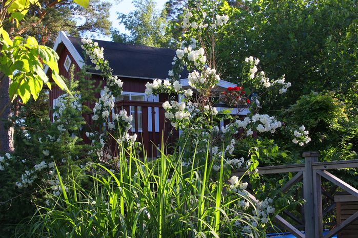 Den lilla lekstugan ligger inbäddad i grönskan och en dubbel schersmin lyser vit mot den röda fasaden.
