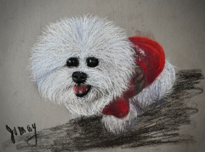 Bichon Frise