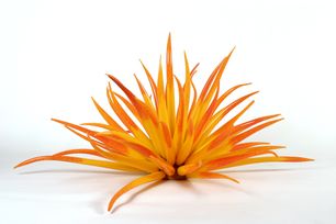 agave Jonas Rooth
