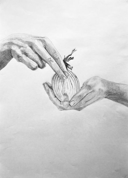 Min lök, 58x42 cm, blyerts på papper
