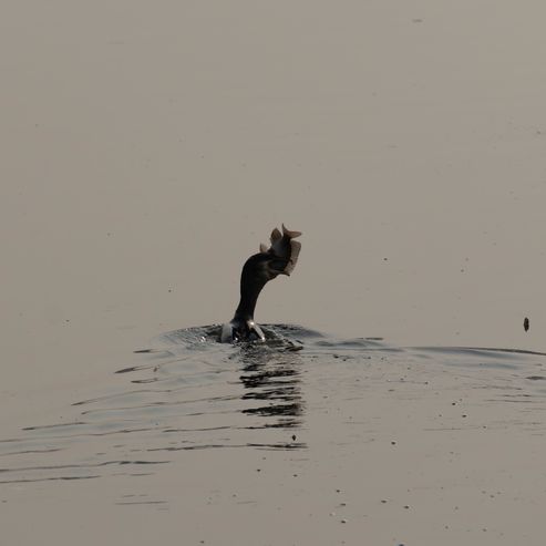 Cormoran