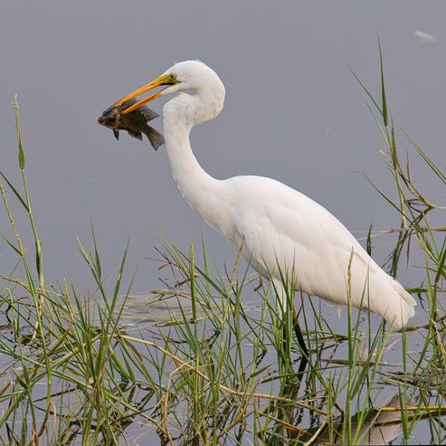 Great white egret