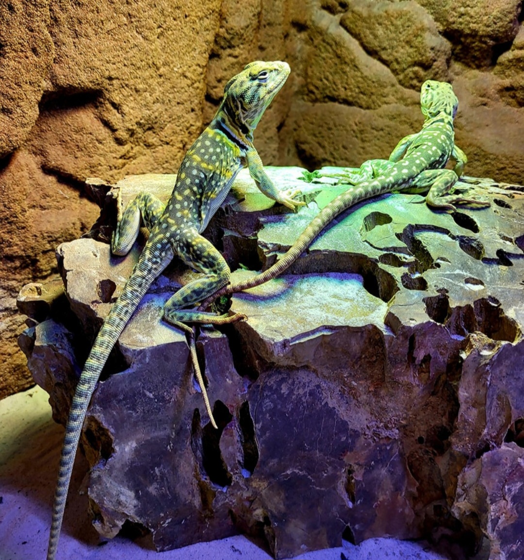 Crotaphytus collaris