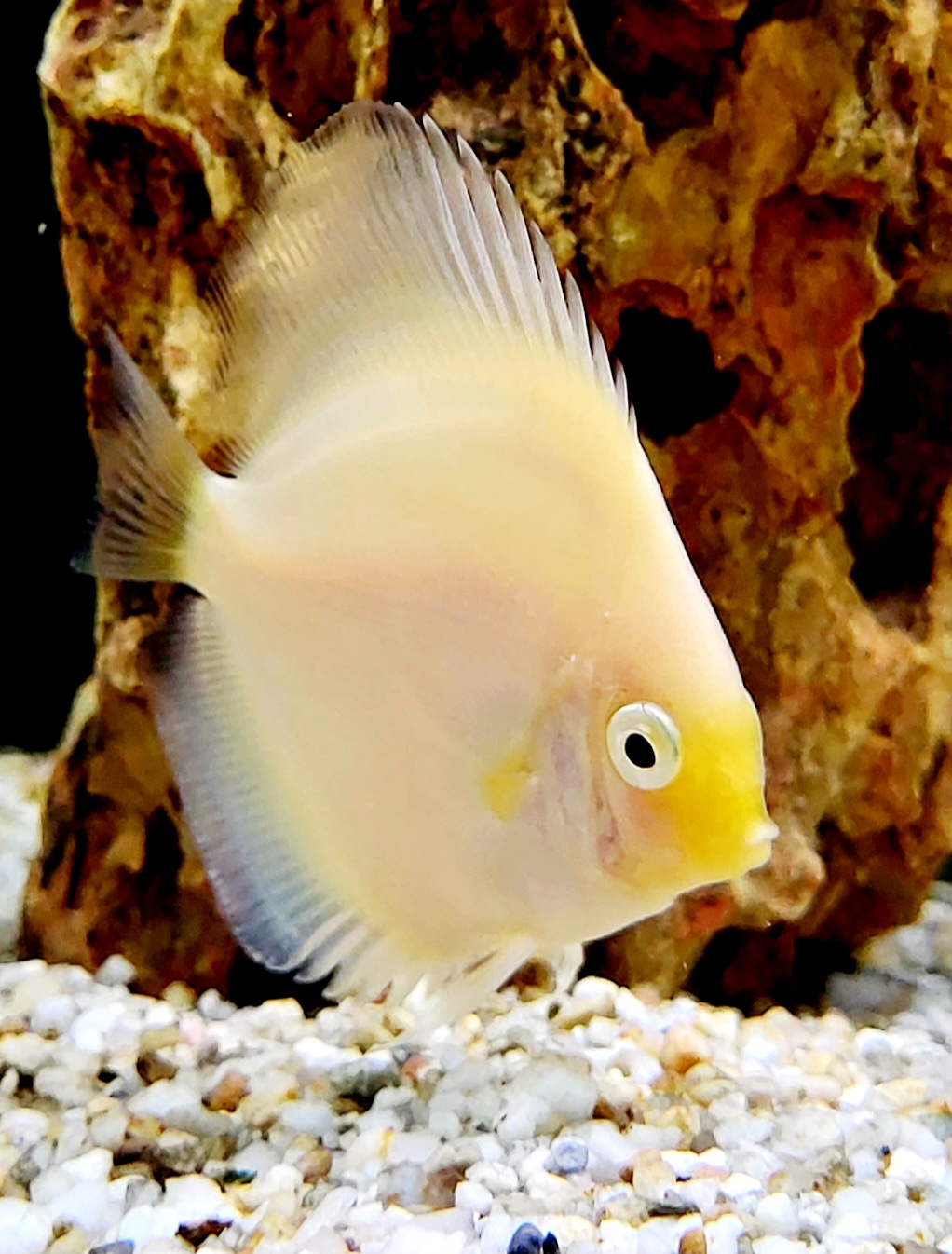 Discus snow white