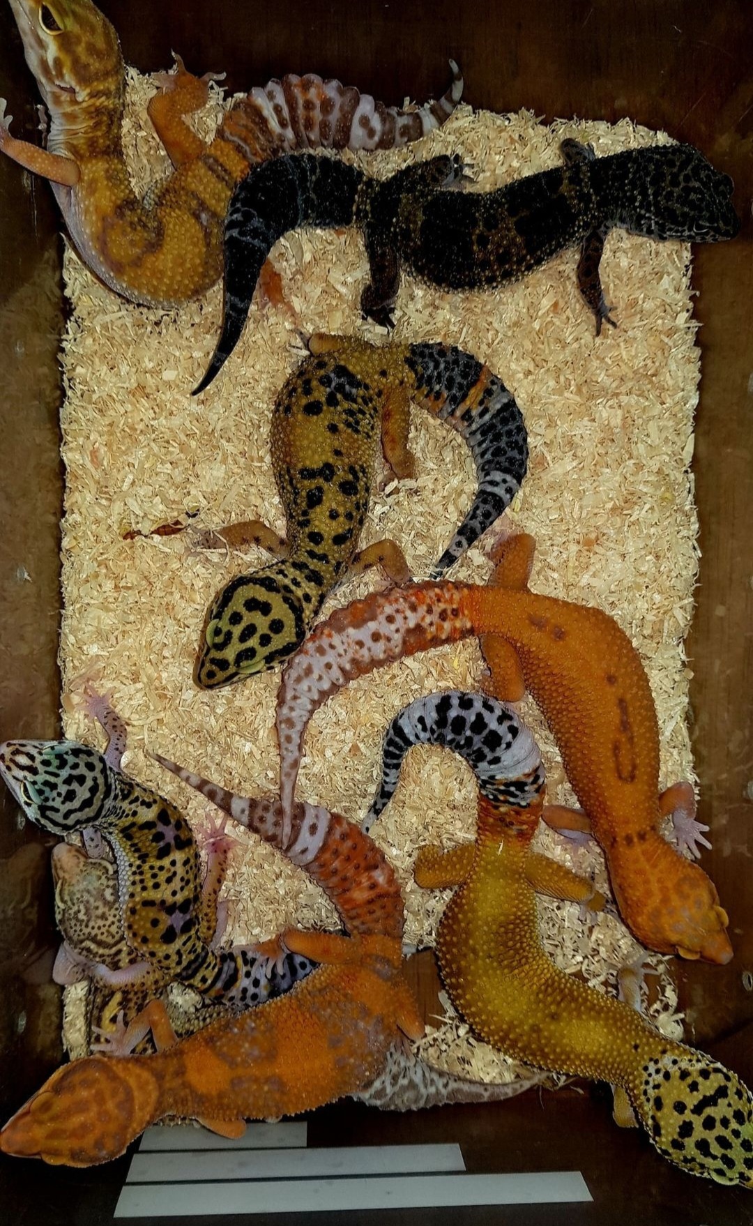 Gecko léopard