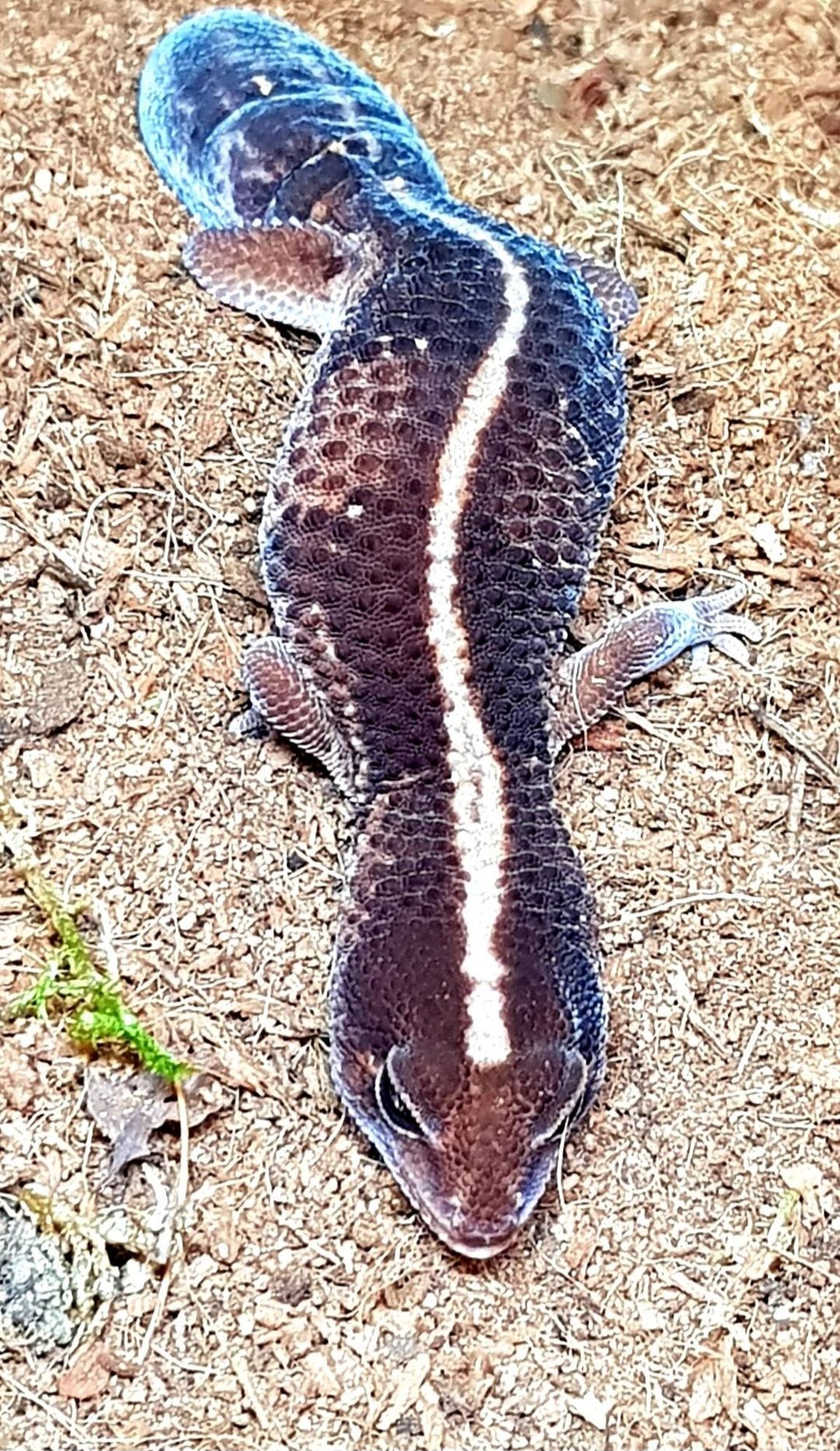 Hemitheconyx caudicinctus