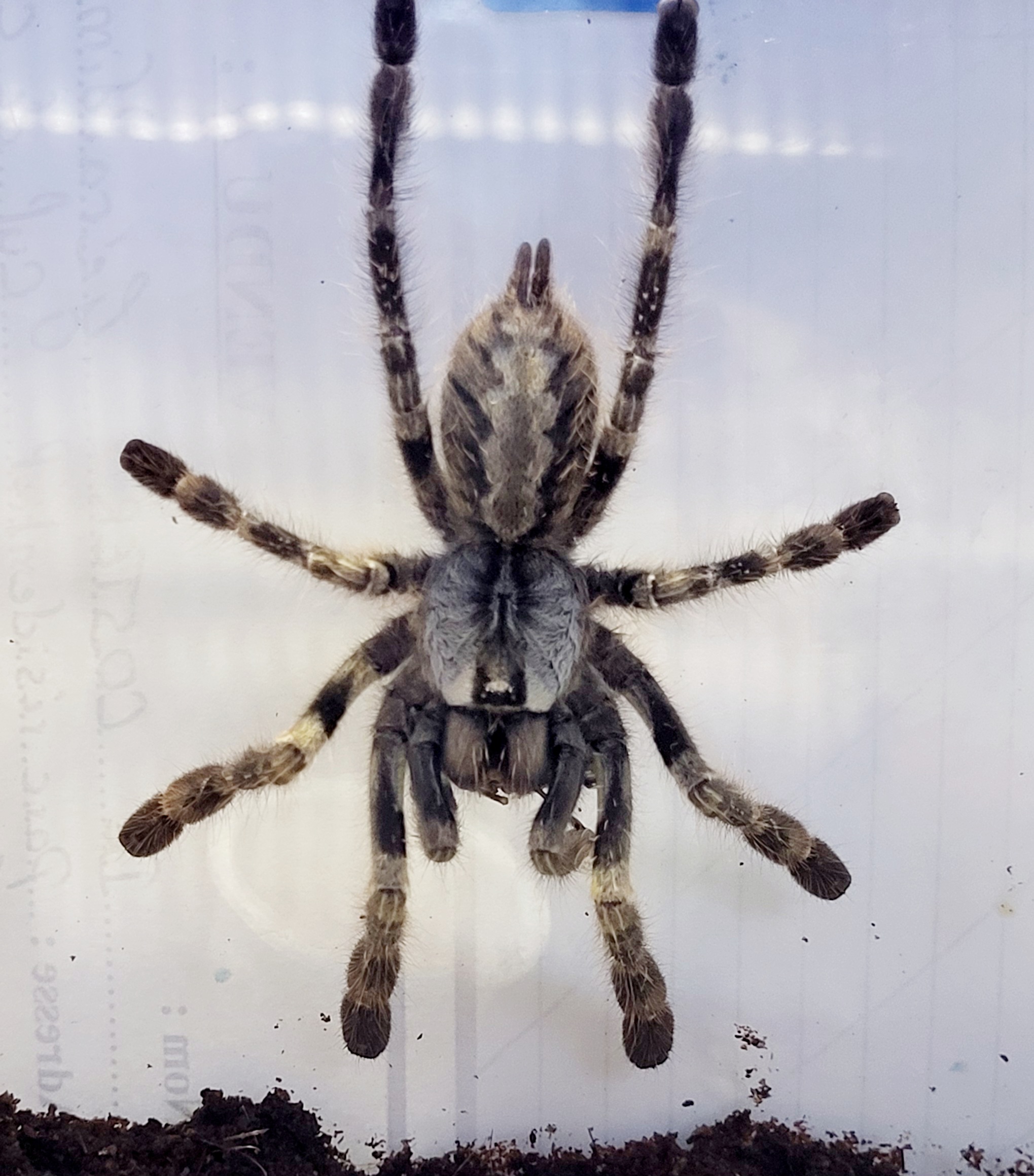 Poecilotheria regalis