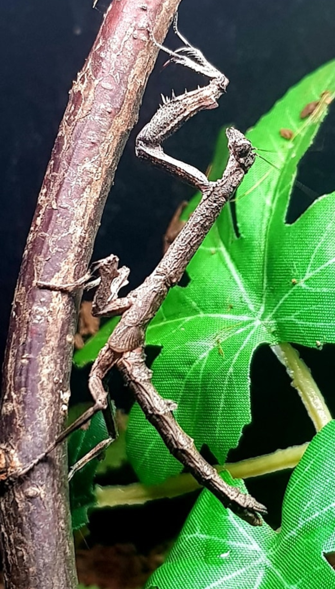 Popa spurca