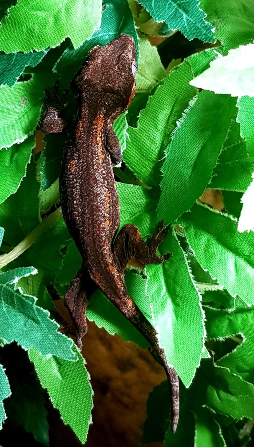 Rhacodactylus auriculatus