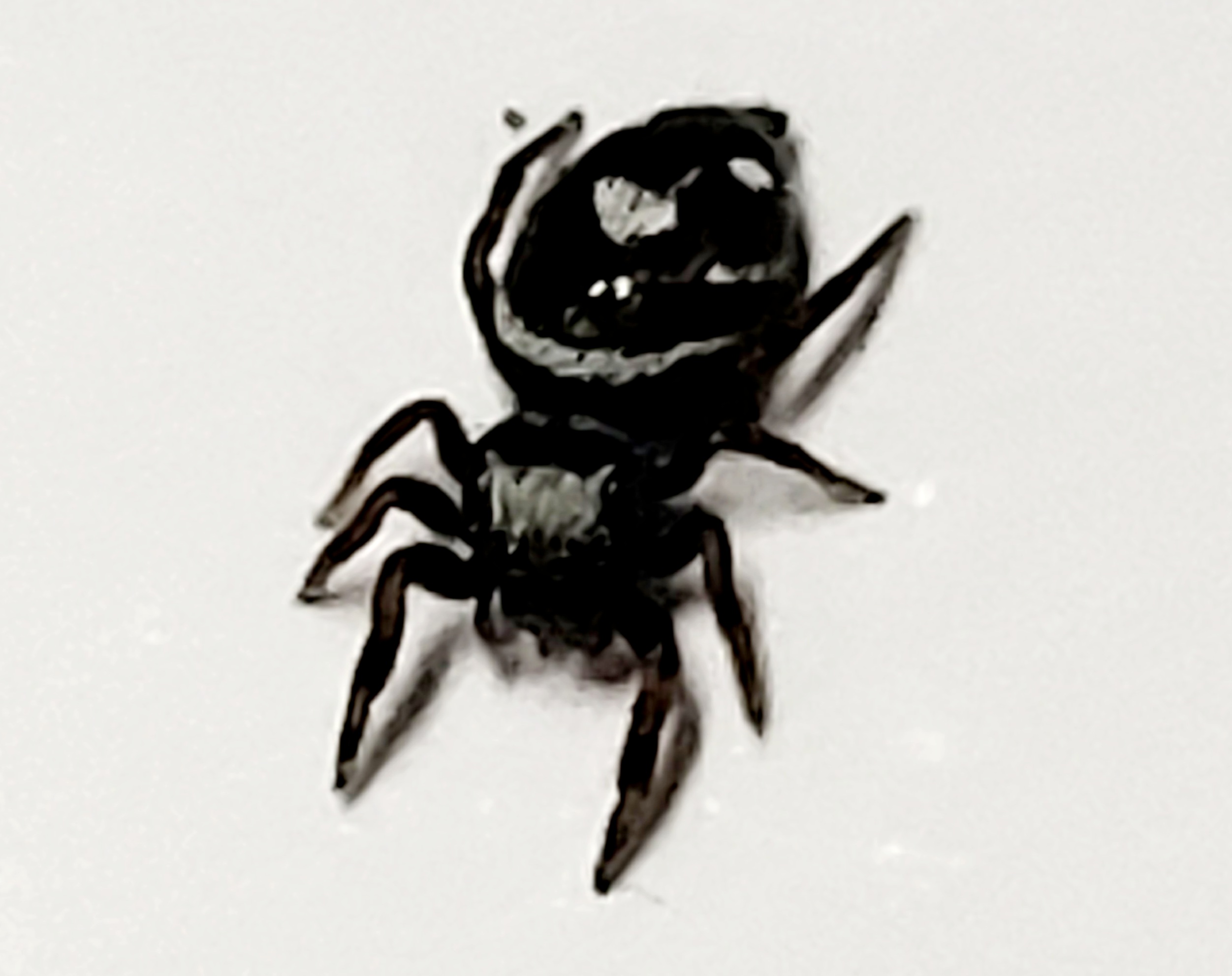 Phidippus regius