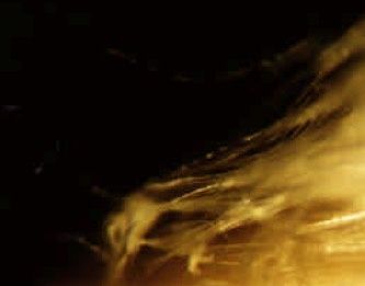 Fibras aumentadas 100X en microscopio electrónico, con las que aún contaba Ray Rogers y donde se aprecian ambos materiales