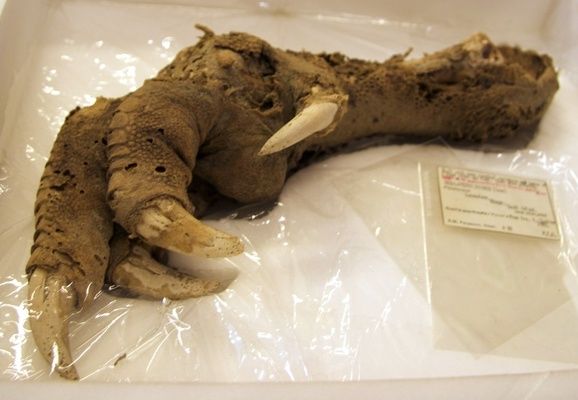 Pata de un Moa Gigantesco impresionanteme conservada y aún con tejido