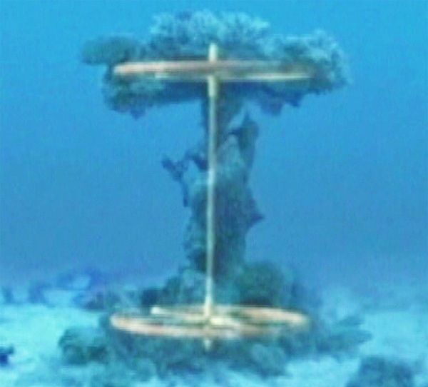 Coral adherido a las ruedas y eje de la carreta