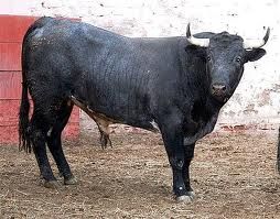 Toro Bien Armado