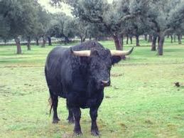 Toro Playero