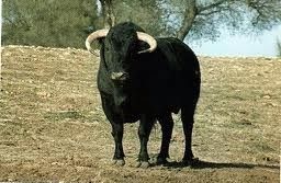 Toro cornigacho