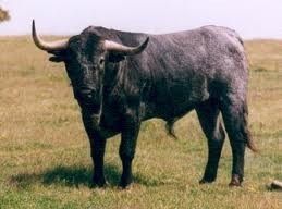 Toro bizco