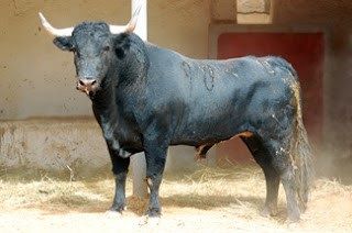 Toro Cornipaso