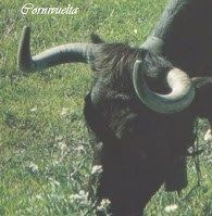 Toro Cornivuelto