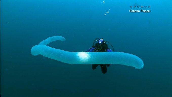 Una especie de gusano gigante que pudiera explicar el monstruo de Oke Bay en Nueva Zelanda, considerado otro lugar como las Islas Galápagos por sus misteriosos habitantes