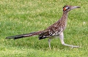 El pájaro Puhuy