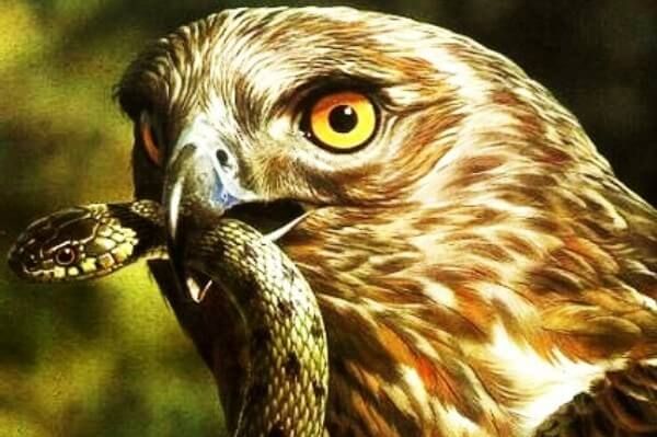 El Águila Real Mexicana