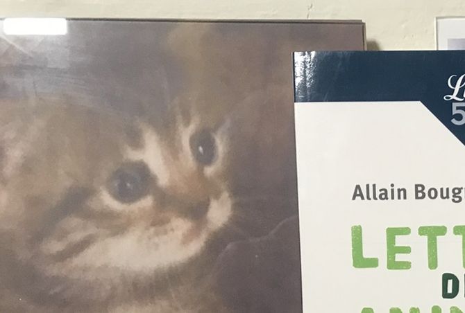 Allain Bougrain Dubourg / Lettres des animaux à ceux qui les prennent pour des bêtes