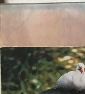 Anny Dupery / Le poil et la plume