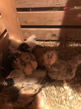 Les poulets de C. à 3 semaines