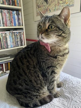 Moi aussi j'aime les chats... et Mimi tout spécialement