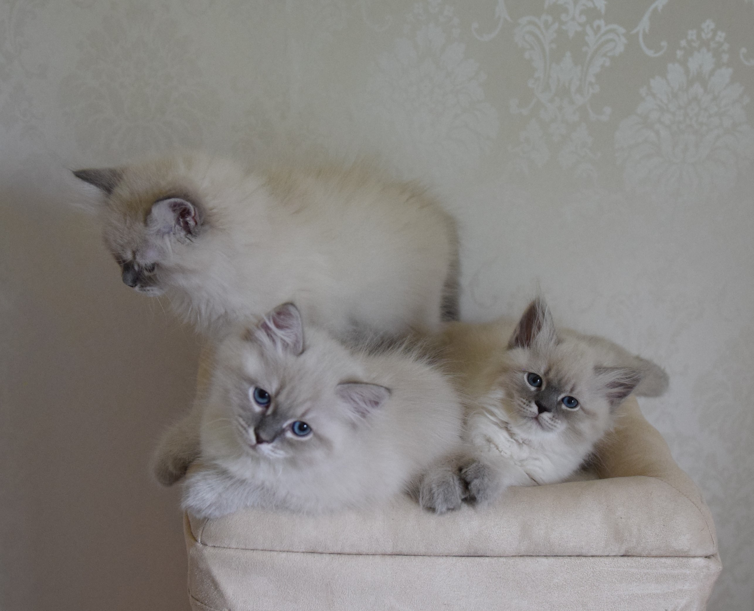 Röd, Blå & Rosa