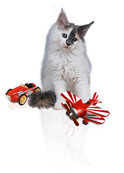 Kitten_image78